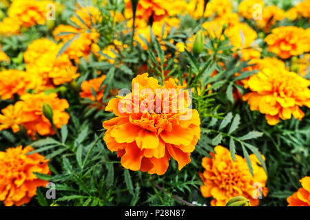 Tagetes erecta. Marigold africains Banque D'Images