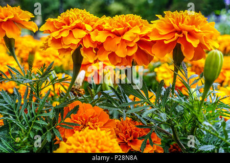 Orange Tagetes erecta. Marigot africain Banque D'Images