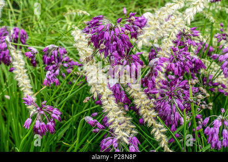 L'allium insubricum, Melica ciliata Banque D'Images