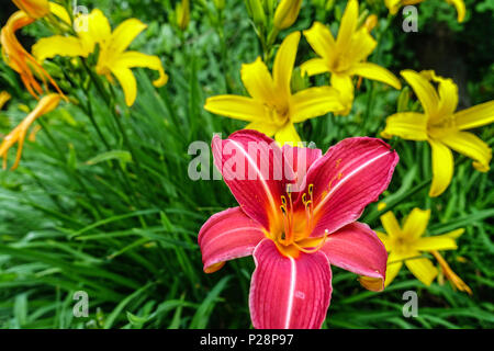 Daylily Hemerocallis 'Neyron Rose' combinaison de fond jaune Daylilies Banque D'Images