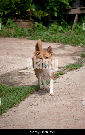 Race mixte Grand Spitz chien (Canis) solo marche à l'extérieur Banque D'Images