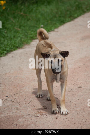 Grand Spitz (Canis) race mixte, couleur froment clair Isaan, Thaïlande Banque D'Images