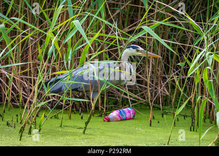 Un héron par un canal. Les hérons sont les pattes des oiseaux d'eau douce et côtiers dans la famille des Ardeidae Banque D'Images