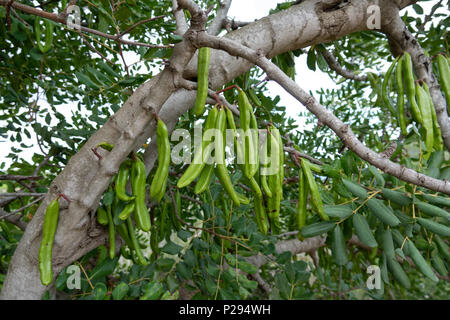 Avec les fèves de caroube caroubier Banque D'Images