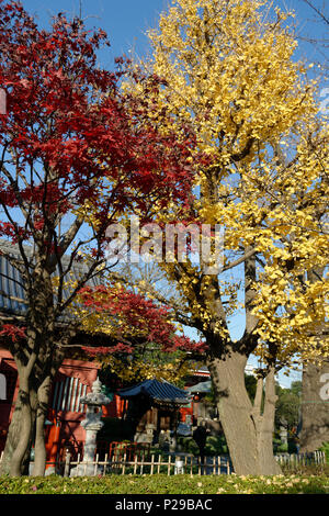 Les feuilles d'automne. L'érable japonais et ginko, Senso-ji Temple Asakusa, Tokyo, Japon Banque D'Images