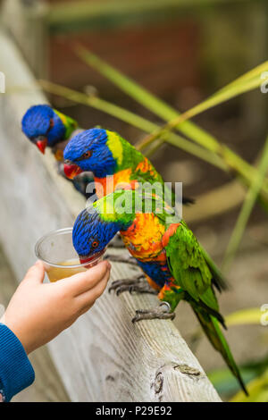 L'alimentation de l'enfant Doux nectar à Rainbow Lorikeet parrot coloré appelé, assis sur la branche d'un arbre dans un zoo Banque D'Images