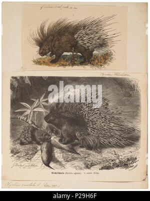 UBA01 IZ20600048-y, 08-09-09, 15:10, 8C, 7220x9225 (62 +78), 100  %  %  %  % 17 08, 2009 Con, 1/50 s, r52.6, G23.4, B30.7 154 Hystrix cristata - 1700-1880 - Imprimer - Zoologica 2e moitié - Collections spéciales de l'Université d'Amsterdam - UBA01 IZ20600045 Banque D'Images