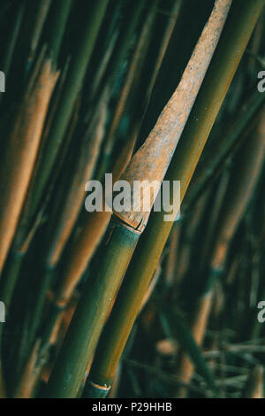 Design bambou sur fond flou Banque D'Images