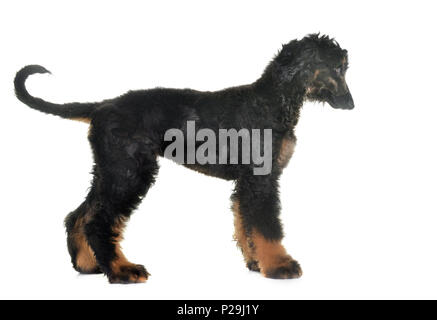 Chiot lévrier afghan in front of white background Banque D'Images