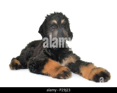 Chiot lévrier afghan in front of white background Banque D'Images