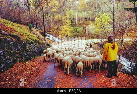 La transhumance dans la vallée de l'Ubaye, dans les Alpes-de-Haute-Provence (sud-est de la France) Banque D'Images