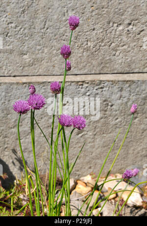 De plus en plus de la ciboulette Banque D'Images