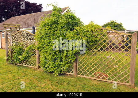 Honeysuckle croissant sur le jardin en treillis Banque D'Images