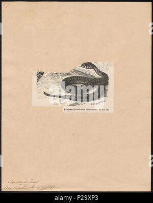 4 Acanthophis antarcticus - 1700-1880 - Imprimer - Zoologica 2e moitié - Collections spéciales de l'Université d'Amsterdam - UBA01 IZ11800131 Banque D'Images