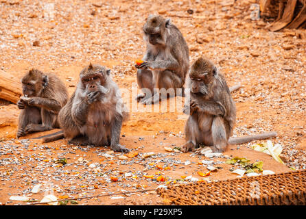 Le babouin, Safari park, Majorque Banque D'Images