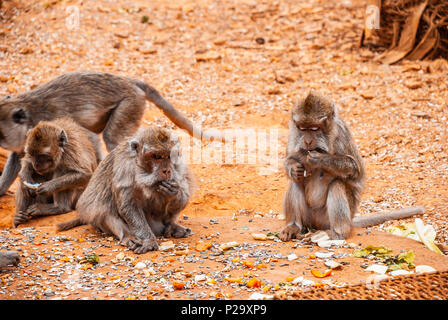 Le babouin, Safari park, Majorque Banque D'Images