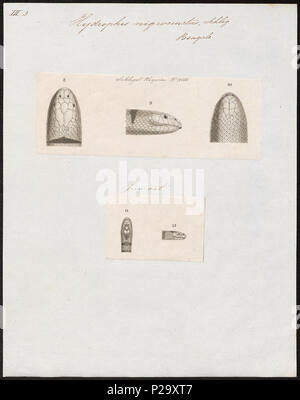 . Hydrophis nigrocinctus . Entre 1700 et 1880 153 Hydrophis nigrocinctus - 1700-1880 - Imprimer - Zoologica 2e moitié - Collections spéciales de l'Université d'Amsterdam - UBA01 IZ11800157 Banque D'Images