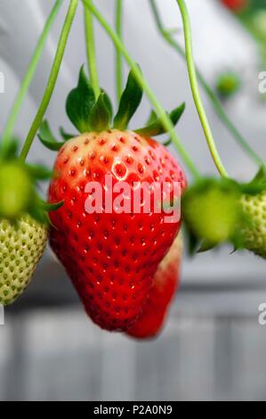 Le Japon, l'île de Shikoku, préfecture de Tokushima, ville de Naruto, Yamagata Jardin Fruits Banque D'Images