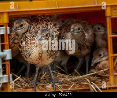 Sept semaines poussins faisan faisan, souvent connue sous le nom de dindonneaux, dans un garde-chasse de la plume de presse caisses utilisés pour leur transport à partir de la game farm Banque D'Images