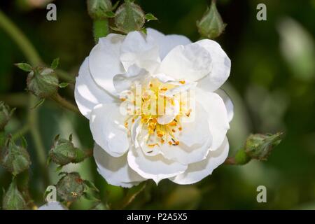 Rosier grimpant, Rosa 'Rambling Rector' capitule. Banque D'Images