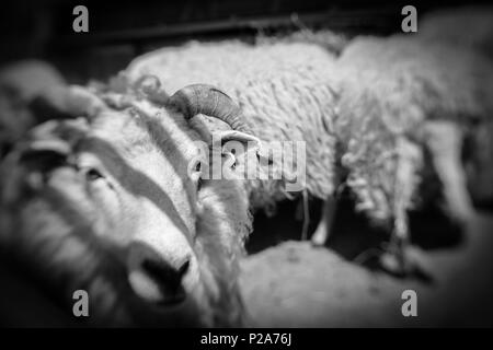 Moutons à l'intérieur permanent grange sur une ferme dans le Kent, UK Banque D'Images