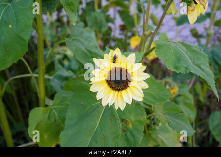 Wasp sur fleur jaune dans la nature vue avant vert feuille jardin contexte Banque D'Images