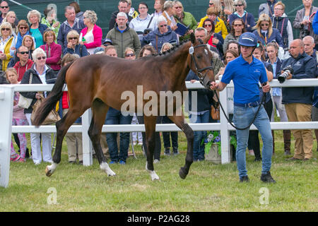 Vendre des chevaux à Bolesworth, Cheshire. 14/06/2018. Minuit yearling, vente aux enchères, BIT, reproduction, équitation, cheval rapide, lignée, mane, jument pour vente aux enchères, fierté, course, course, spectacle, vitrine, stable, force, goujon au salon international Equerry Bolesworth Horse Show. Banque D'Images