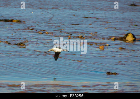 Une avocette élégante (Recurvirostra avosetta) en vol au dessus de l'estran du fleuve Exe près de Topsham, Devon, England, UK Banque D'Images