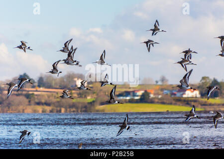 Un troupeau de barges à queue noire (Limosa limosa) en vol au-dessus des vasières de la rivière Exe près de Topsham, Devon, England, UK Banque D'Images