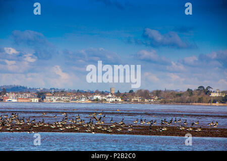 Un troupeau de Bernaches cravants (Branta bernicla) dans les vasières de la rivière Exe près de Topsham, Devon, England, UK Banque D'Images