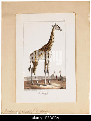 . Giraffa camelopardalis . Entre 1700 et 1880 UBA01 IZ21600154-y, 12-06-09, 14:42, 8C, 6594x7640 (669 +801), 100  %  %  %  %, Tooncurve11030, 1/50 s, r57.7, G29.1, B37.8 48 Camelopardalis giraffa - 1700-1880 - Imprimer - Zoologica 2e moitié - Collections spéciales de l'Université d'Amsterdam - UBA01 IZ21600137 Banque D'Images