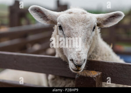 Mettre la tête de mouton au cours des portes de bois sur une ferme dans le Kent, UK Banque D'Images