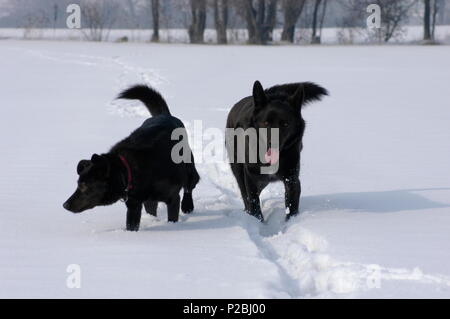 Deux chien noir sur le champ de neige Banque D'Images