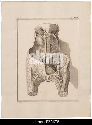 . L'Homo sapiens - ingewanden . Entre 1700 et 1880 UBA01 IZ19600110-y, 23-09-09, 12:51, 8C, 7020x7889 (624 +384), 100  % % % % BasisCurve, Art, 1/50 s, r49.6, G19.4, B12.4 151 Homo sapiens - ingewanden - 1700-1880 - Imprimer - Zoologica 2e moitié - Collections spéciales de l'Université d'Amsterdam - UBA01 IZ19600107 Banque D'Images