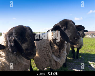 Moutons béliers Suffolk dh UK Close up chefs du RAMS Banque D'Images