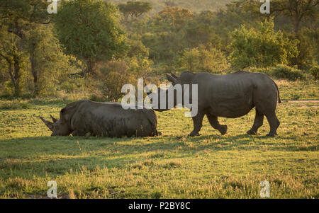 Deux rhinocéros blancs adultes dans la belle lumière arrière. Banque D'Images