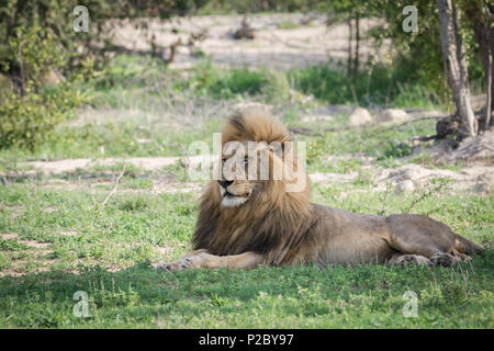 Magnifique lion mâle portant sous un arbre. Banque D'Images