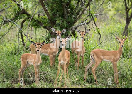 Adorable bébé du groupe d'impala Banque D'Images