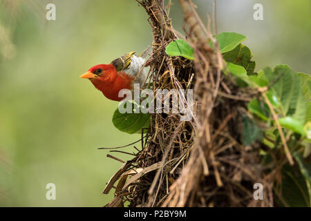 Close up of Red-Headed weaver assis sur son nid. Banque D'Images