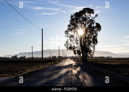 Soleil derrière un arbre et les montagnes dans le Delta de l'Ebre, parc naturel des terres de l'Èbre, en Espagne Banque D'Images