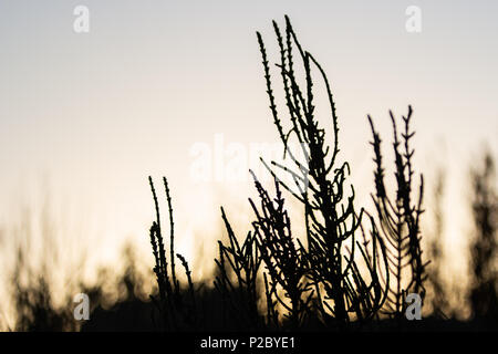 De plus en plus dans les dunes Salicornia du Delta de l'Ebre, parc naturel des terres de l'Èbre, Catalogne, Espagne Banque D'Images