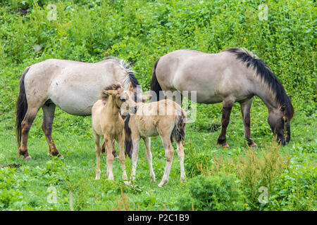 Les jeunes poulains chevaux Konik sauvages et les adultes à green meadow Banque D'Images