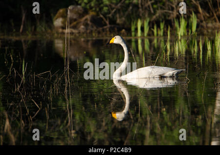 Cygnus cygnus (reflet d'Or). Cygnus cygnus sur golden early morning light. Lake Kukkia, Luopioinen, Finlande. Banque D'Images