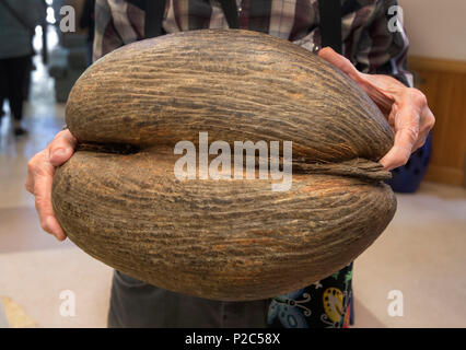 Homme tenant un Coco de Mer Palmier cocotier, la plus grosse graine de toute plante dans le monde. Depuis les îles Seychelles dans l'Océan Indien.. Banque D'Images