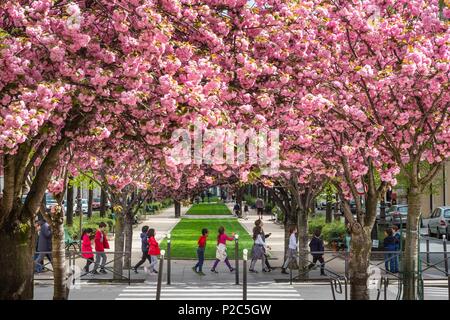 France, Paris, le Vivaldi allée bordée de prunus en fleurs est une partie de la Coulée Verte (ancienne Rene-Dumont promenade plantée), sur le site d'une ancienne ligne de chemin de fer Banque D'Images