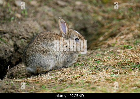 Lapin Sauvage Se Nourrit De Pelouse D'herbe Coupée Au Caravan Park