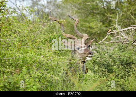 Le Kudu dans Kruger National Game Reserve, Afrique du Sud Banque D'Images