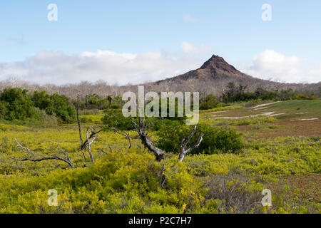 Le sommet du Cerro Dragon noir ou Dragon Hill, l'île de Santa Cruz, Galapagos, Equateur Banque D'Images