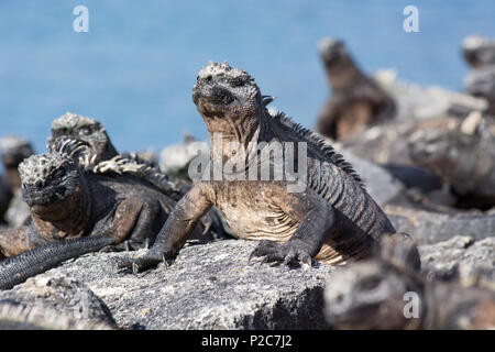 Iguanes marins, Amblyrhynchus cristatus, bronzer sur les rochers de Punta Espinoza sur l'île de Fernandina, îles Galapagos, eq Banque D'Images