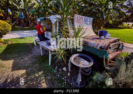 Une femme d'acheter les bananes d'un étal de fruits sur le bord de la route est passée d'un vieux 4 X 4 véhicule près de Coffs Harbour, New South Wales, Australie Banque D'Images